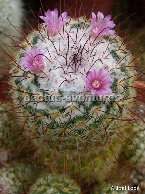 Mammillaria bombycina JLcoll.2559